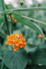 Close-up shot of vibrant orange lantana flowers in full bloom, showcasing intricate details and textures against a blurred, natural green foliage background, emphasizing the beauty of botani