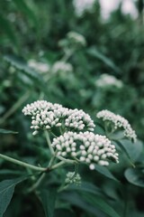 Close-up photograph of delicate white Dogwood flowers blooming in a lush, green garden, showcasing natural beauty and botanical details against a soft, blurred background emphasizing tranqui