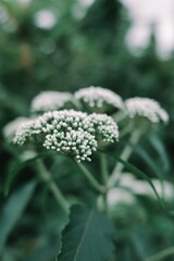 Close-up macro photograph of a delicate white flower cluster blooming amidst lush green foliage, showcasing intricate details and soft focus bokeh, evoking natural beauty and serenity in a g