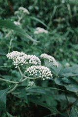 Close-up perspective of delicate white flower buds clustered on a green stem, set against a backdrop of blurred foliage, showcasing natural beauty in a serene garden environment, botanical a
