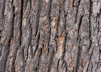 Obraz premium Close-up of the bark of an old oak tree
