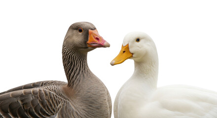 Obraz premium Two domestic waterfowl, a grey goose and a white duck, stand facing each other with orange bills, isolated on a clean white background.