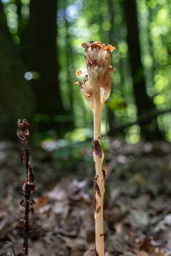 Monotropa hypopitys known as yellow bird's-nest stands tall among the forest floor under dappled sunlight showcasing its unique saprophytic nature