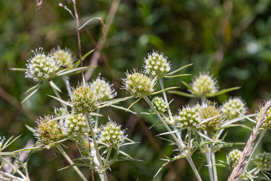 Field eryngo showcases spiky green flowers blooming in a sunny habitat during late spring in open grasslands