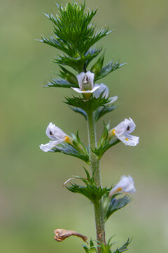 Euphrasia officinalis also known as Eyebright showcases delicate white flowers in a natural habitat during springtime in a serene landscape