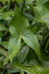 Obraz premium Exploring the unique features of Sagittaria sagittifolia a remarkable aquatic plant found in freshwater habitats