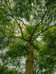 Fototapeta premium Low angle view of tree. Forest trees from bellow