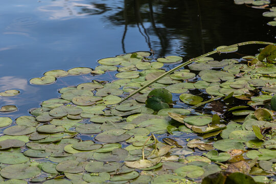 Floating hydrocharis morsus-ranae common frogbit creates lush green cover on calm waters in a natural habitat during sunny daylight