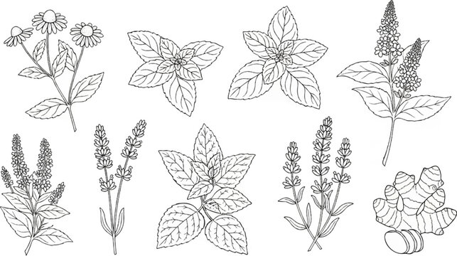 Botanical illustrations of fresh herbs and spices, including ginger root