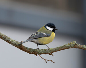 Fototapeta premium Detailed Portrait of a Great Tit sitting on a Branch - Garden Birds of Europe. High quality photo