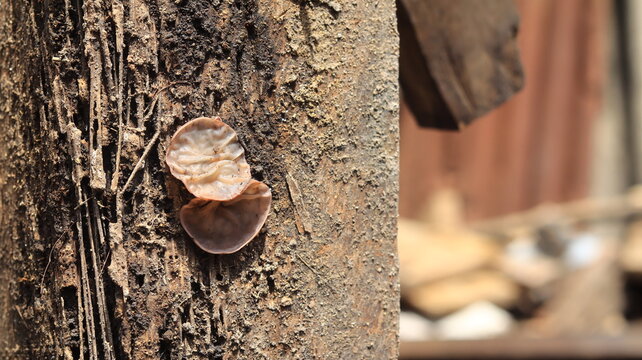 Brown wood fungus grows on rotting wooden posts