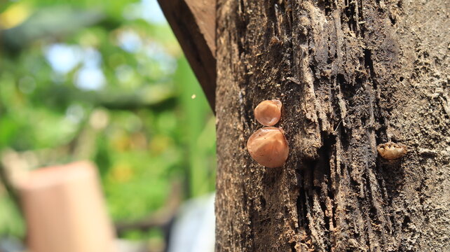 Brown wood fungus grows on rotting wooden posts