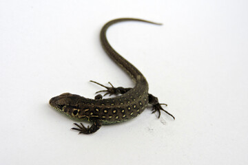 A male wild sand lizard isolated on white, isometric view