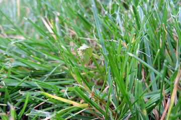 Buffalo treehopper sitting on top of a blade of grass, macro view