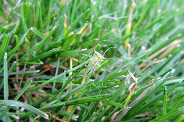 Buffalo treehopper sitting on top of a blade of grass, macro view