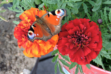 A peacock butterfly with open wings sucking up nectar from tagetes flowers