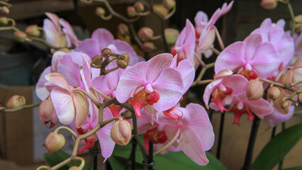 Closeup of blooming pink Phalaenopsis orchid with multiple buds on stems. Elegant tropical houseplant background for floral design and decor.