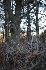 road, nature, landscape, sky, trees, forest, country, green, path, rural, summer, highway, park, grass