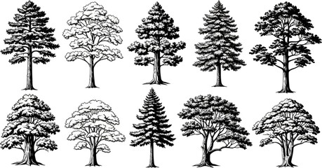 Diverse collection of hand-drawn trees in varied styles © daki