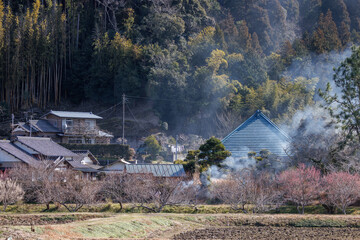 冬の日本の田舎風景：野焼きの煙と咲き始めた梅の花（千葉県）