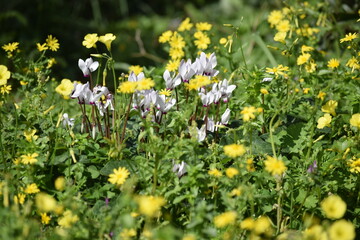 Obraz premium Wild Cyclamen Flowers Blooming in Spring Meadow