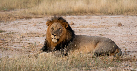 a big black maned male lion early morning  © Jurgens