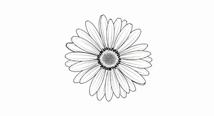 Line art illustration of a daisy flower with detailed petals and center