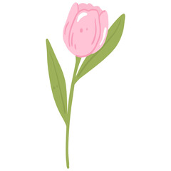 Pastel pink tulip flower with green leaves