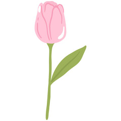 Pastel pink tulip flower with green leaves