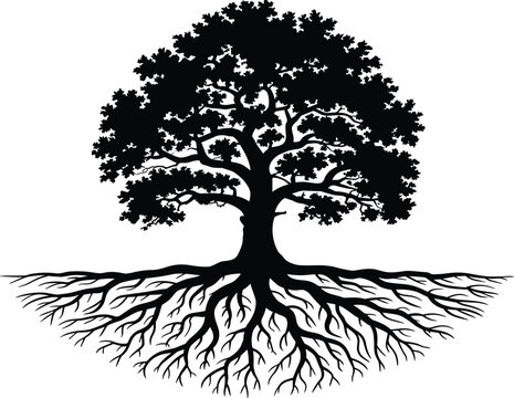 Oak tree with extensive root system tree roots black and white