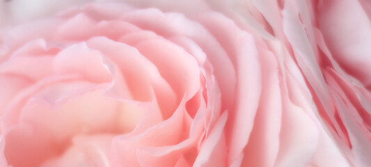 Abstract floral background with soft-focus, delicate pink rose petals.
Festive decoration, wedding...