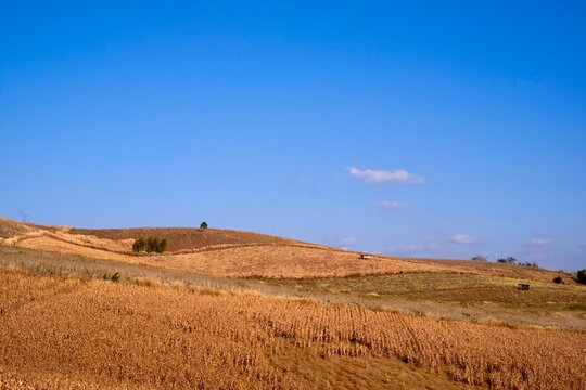 landscape with a field of wheat