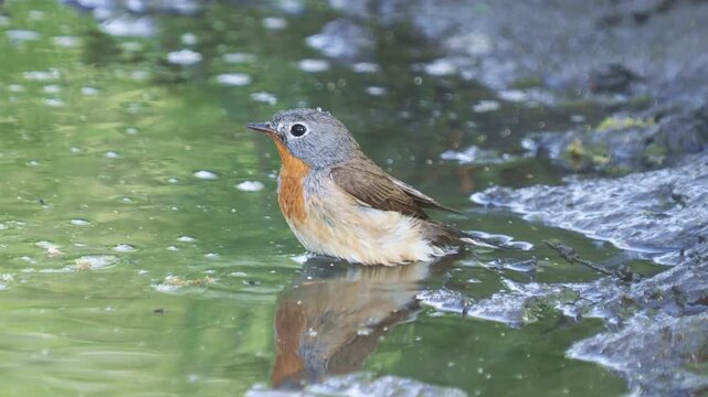 Red-breasted flycatcher male bathing in forest stream with nightingale song in background
