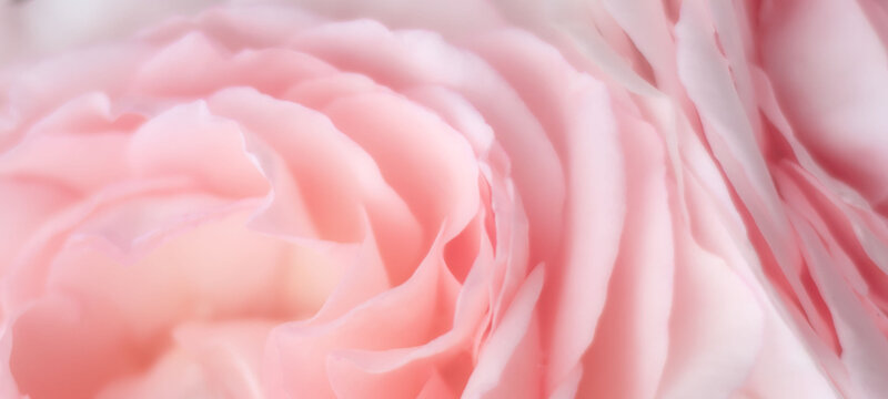 Abstract floral background with soft-focus, delicate pink rose petals.
Festive decoration, wedding invitation, beauty design. The concept of beauty and tenderness