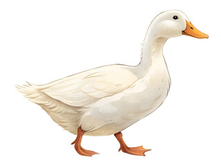 Obraz premium White, duck, standing, animal, waterfowl, bird, isolated on transparent background