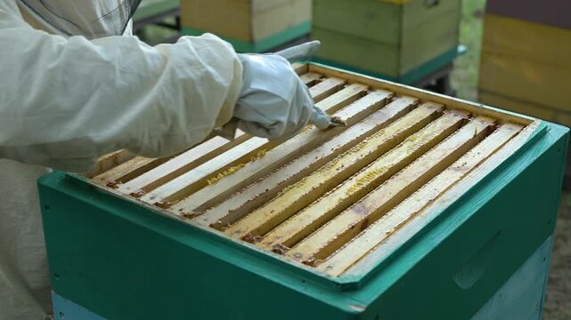 Beekeeper cleaning hive frames from excess wax with a spatula. Close-up of a beekeeper's gloved hands in a protective suit using a spatula to clean wooden hive frames from excess wax and propolis