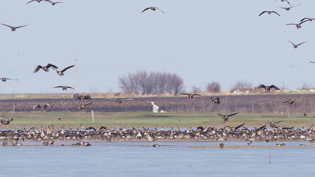 Large flock of greater white-fronted geese (Anser albifrons) landing on flooded meadow to feed