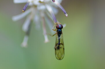 マダラコシボソハナアブ