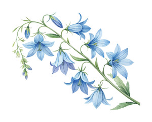 Obraz premium Blue Lobelia Watercolor Bloom, Delicate Garden Botanical Illustration Isolated on White