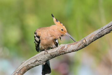 Adult common hoopoe (Upupa epops) photographed close-up perched on a branch with its crest open against a blurred background © VOLODYMYR KUCHERENKO