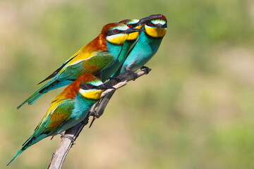 Fototapeta premium Single and group shots of European bee-eaters (Merops apiaster) in unusual situations and angles