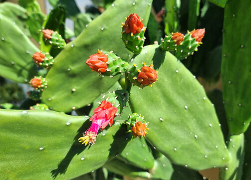 The flower of Opuntia cochenillifera cactus in the garden.