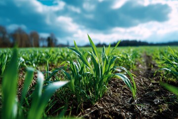 Obraz premium Green Barley Seedlings Cover a Field in Spring Under a Soft Cloudy Sky With Fresh Growth and Sunlight