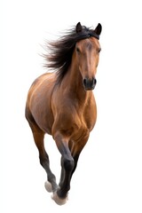 Obraz premium Majestic brown horse galloping with flowing mane on white background