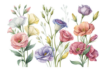 Watercolor Lisianthus Flower Painting, Elegant Floral Clipart, isolated on white background