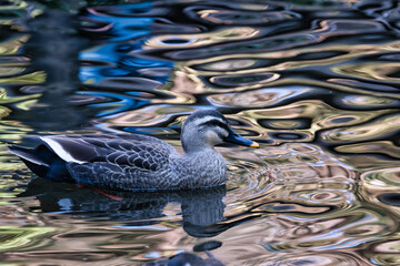 カモと揺れる水面
