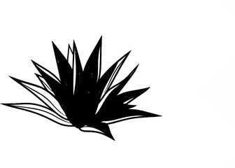 Fototapeta premium Stylized black sketch of a spiky plant or flower on white
