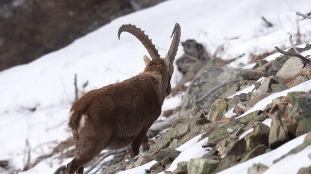 Male ibex alpine (Capra ibex) limbing a snowy mountain slope in switzerland