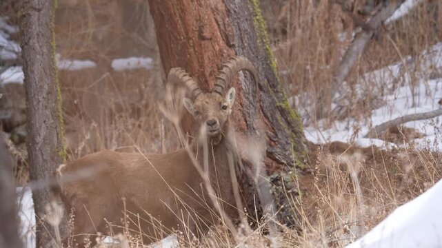 Male alpine ibex grazing in snowy forest zoom in. grisons Switzerland