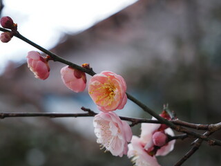 咲き始めた梅の花